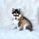 ポンスキー子犬ID()サムネイル画像2