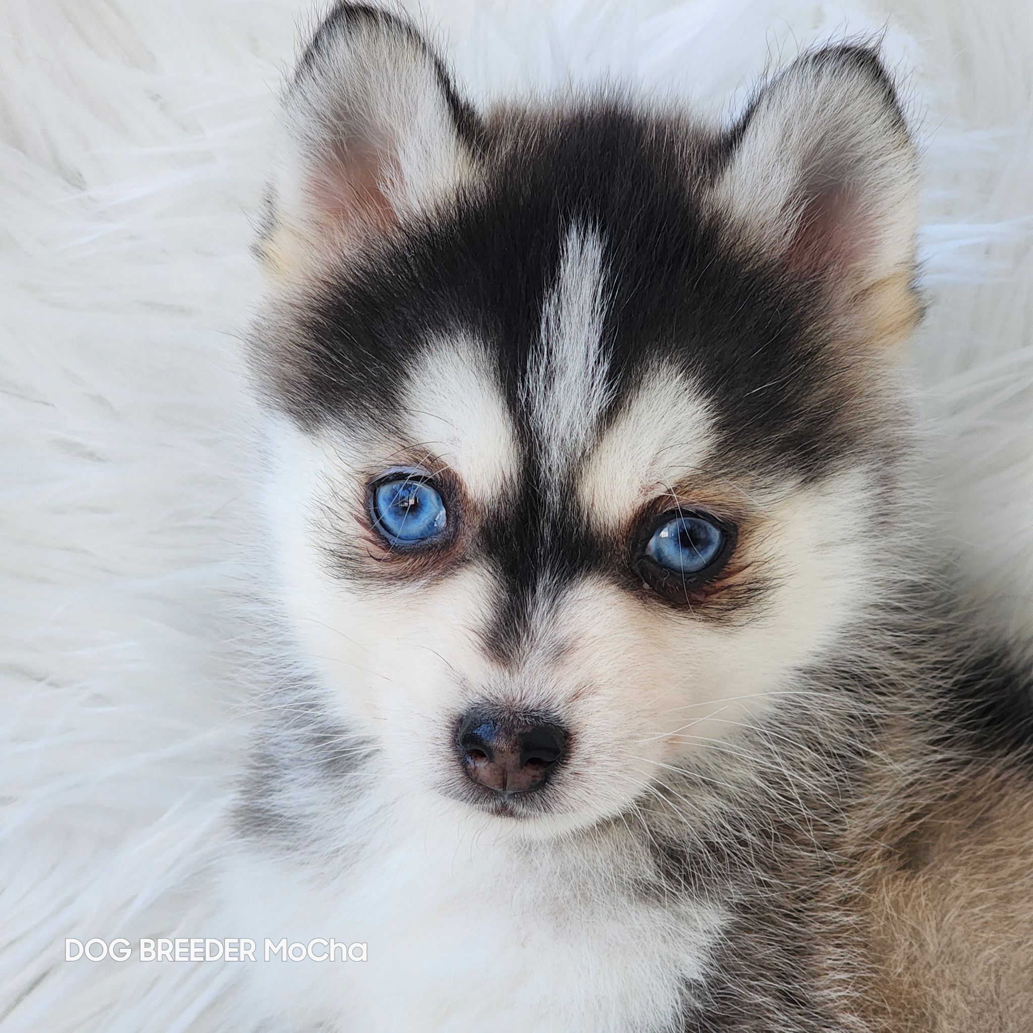 ポンスキー子犬ID()画像4