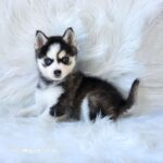 ポンスキー子犬ID()サムネイル画像2