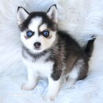 ポンスキー子犬ID()サムネイル画像1