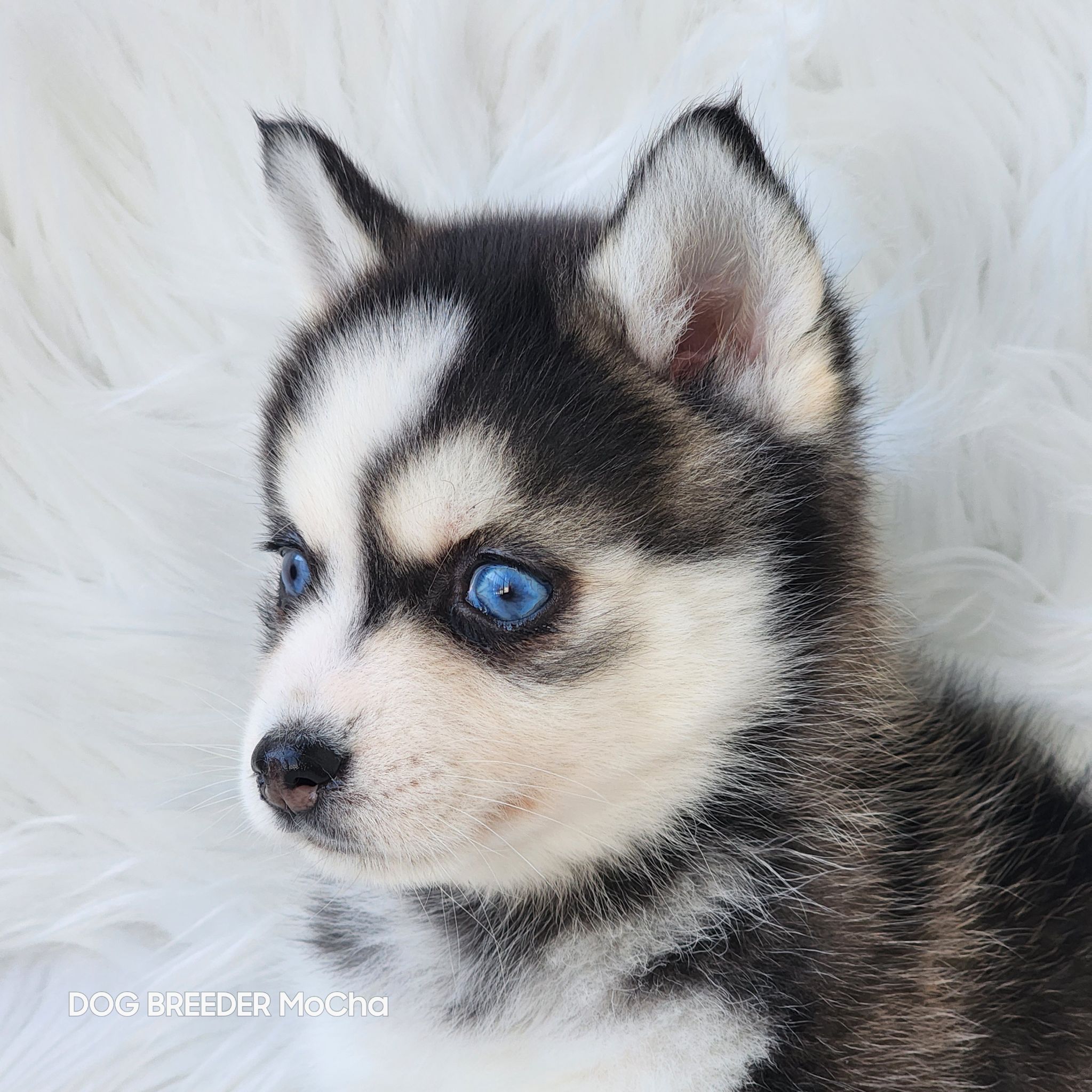 ポンスキー子犬ID()画像4