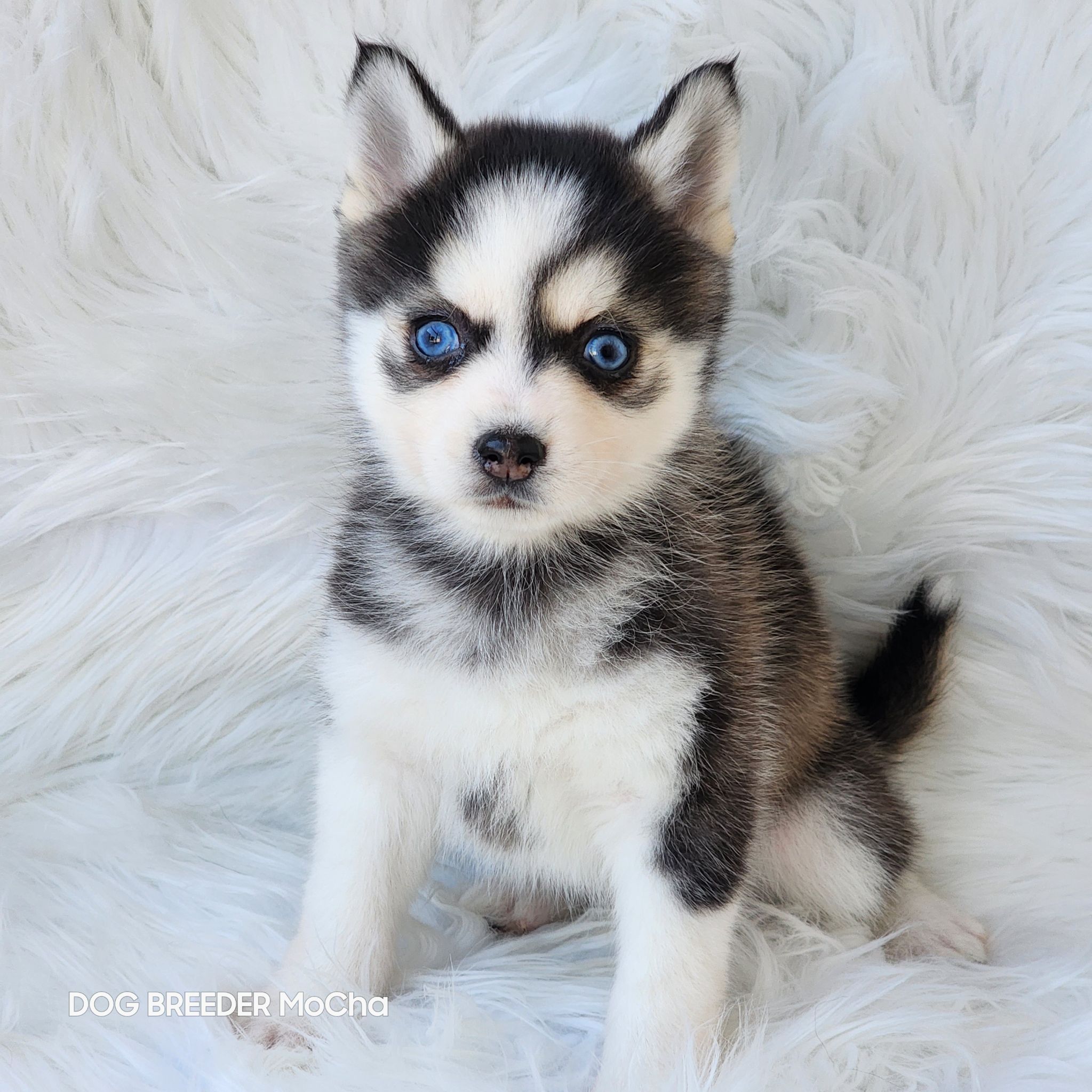 ポンスキー子犬ID()画像3