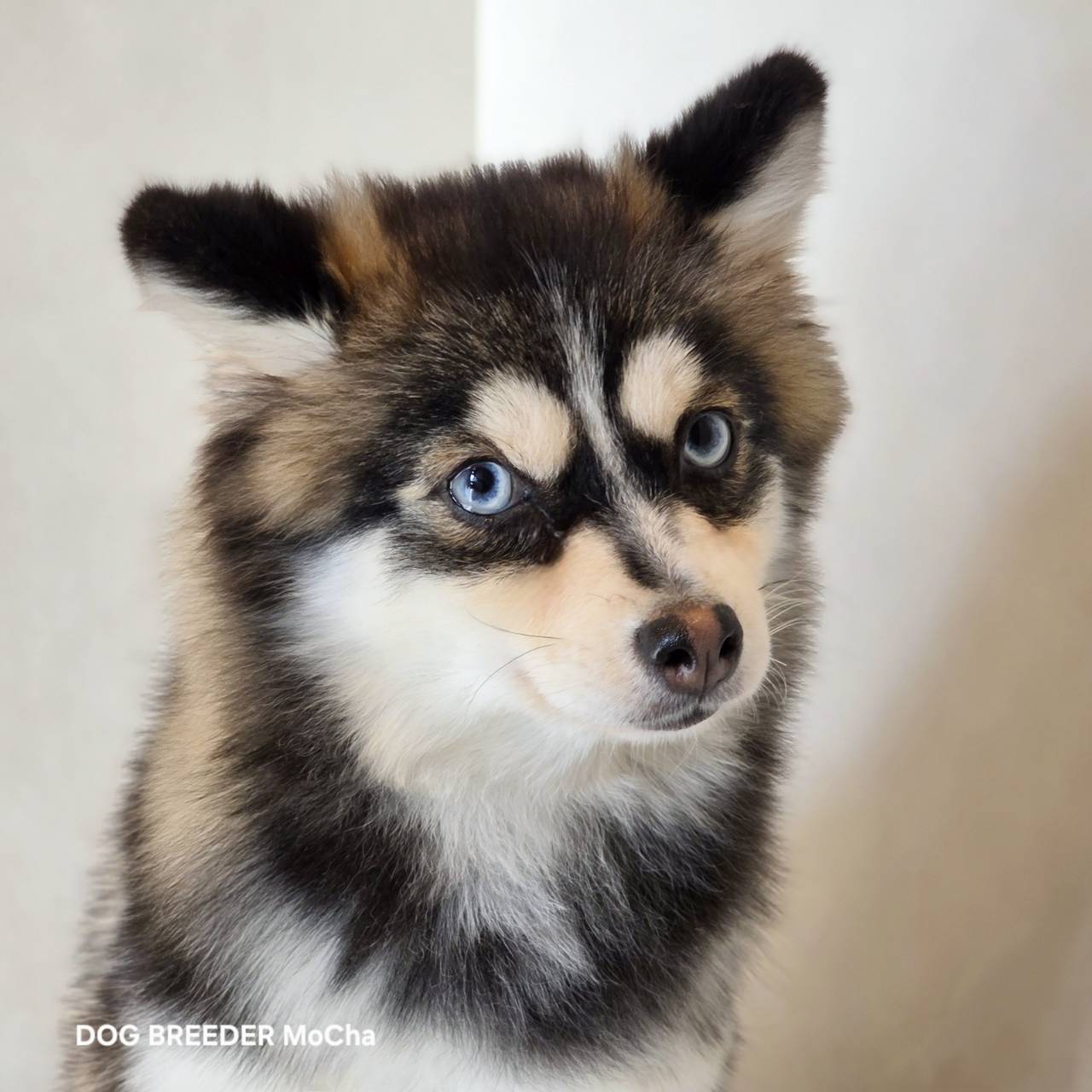 ポンスキー子犬ID()画像3