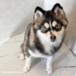 ポンスキー子犬ID()サムネイル画像1