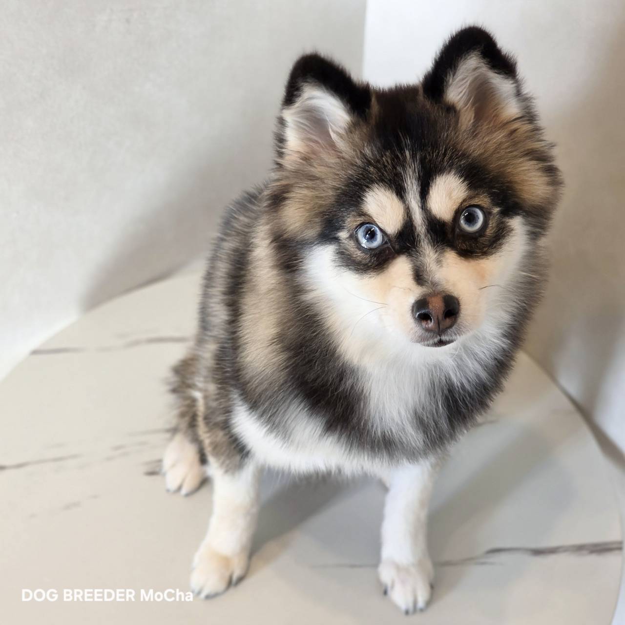 ポンスキー子犬ID()画像1