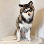 ポンスキー子犬ID()サムネイル画像2