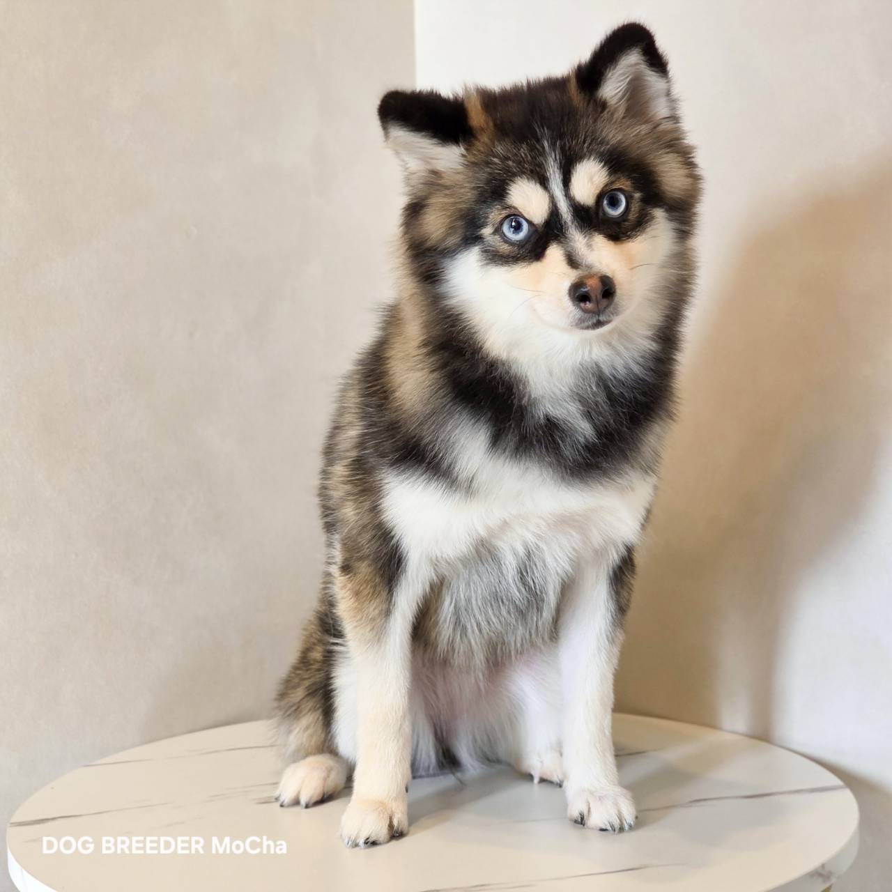 ポンスキー子犬ID()画像2