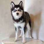 ポンスキー子犬ID()サムネイル画像2