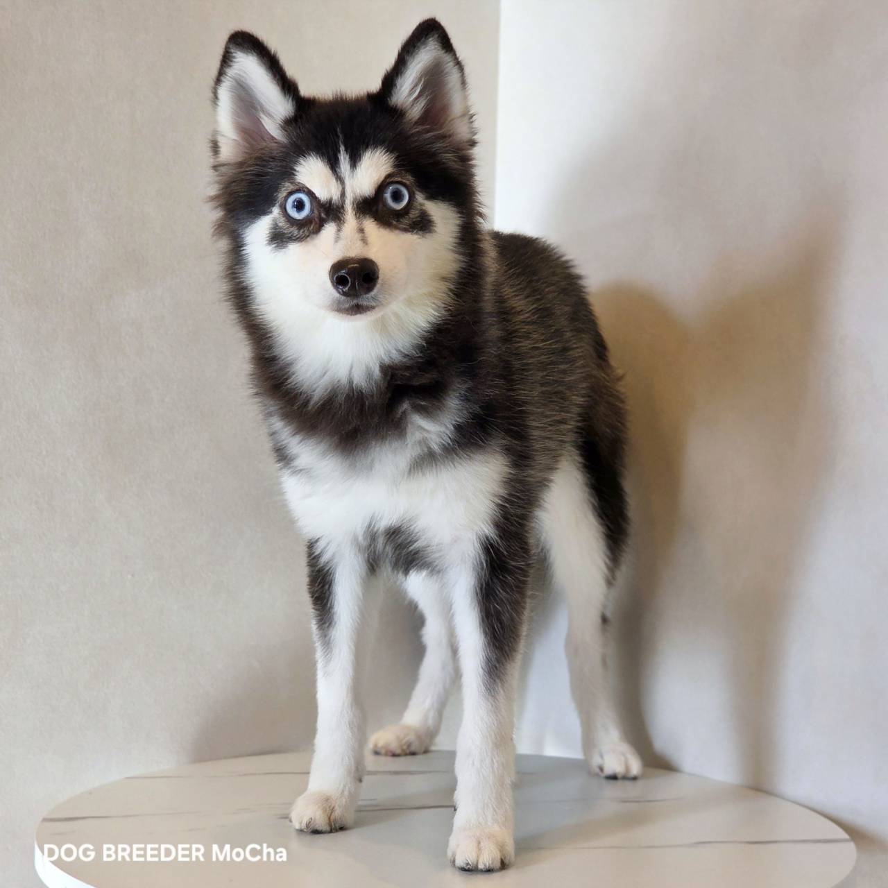 ポンスキー子犬ID()画像2