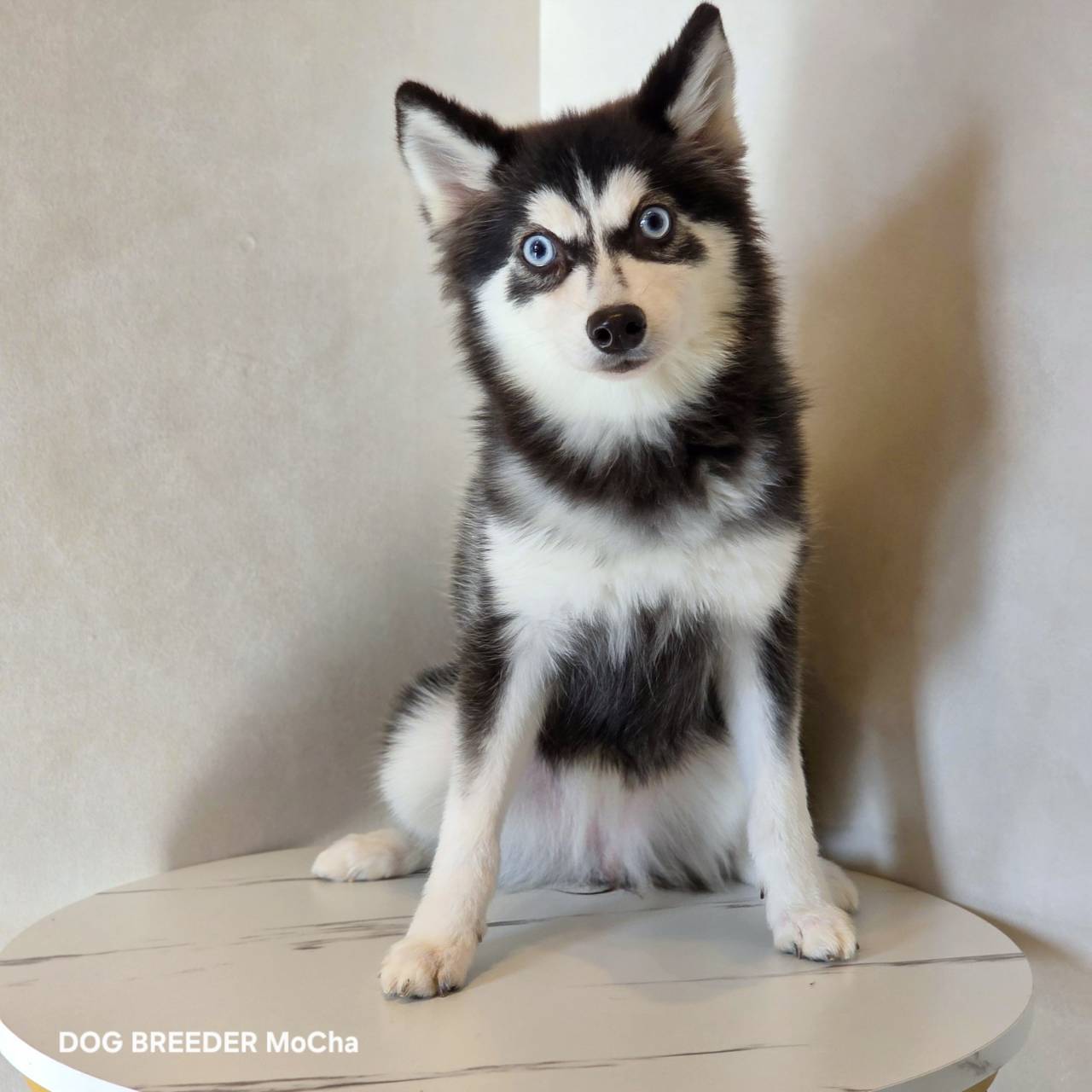 ポンスキー子犬ID()画像1