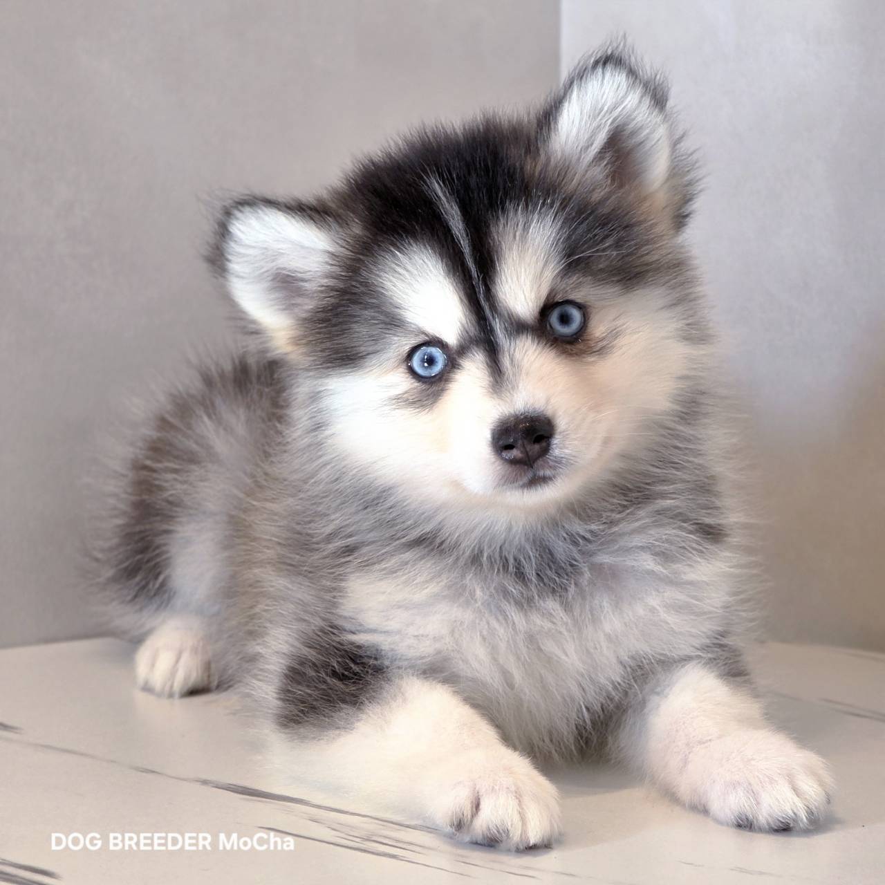 ポンスキー子犬ID()画像1