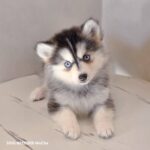 ポンスキー子犬ID()サムネイル画像2