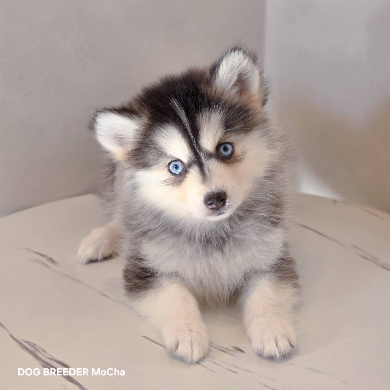 ポンスキー子犬ID()画像2