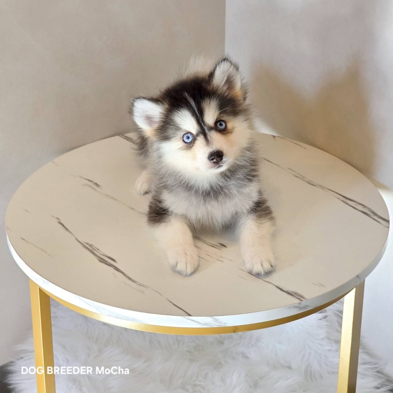 ポンスキー子犬ID()画像3