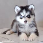 ポンスキー子犬ID()サムネイル画像1