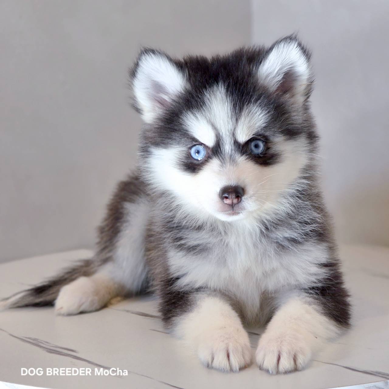 ポンスキー子犬ID()画像1