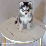 ポンスキー子犬ID()サムネイル画像3