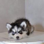 ポンスキー子犬ID()サムネイル画像2