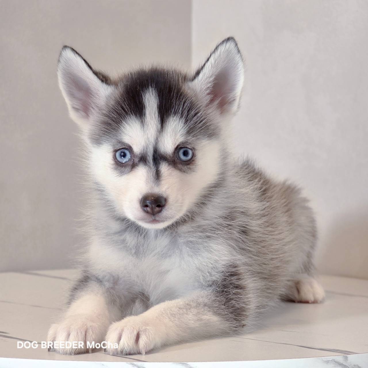 ポンスキー子犬ID()画像1