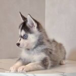 ポンスキー子犬ID()サムネイル画像2