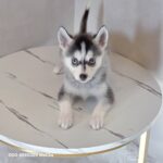 ポンスキー子犬ID()サムネイル画像3