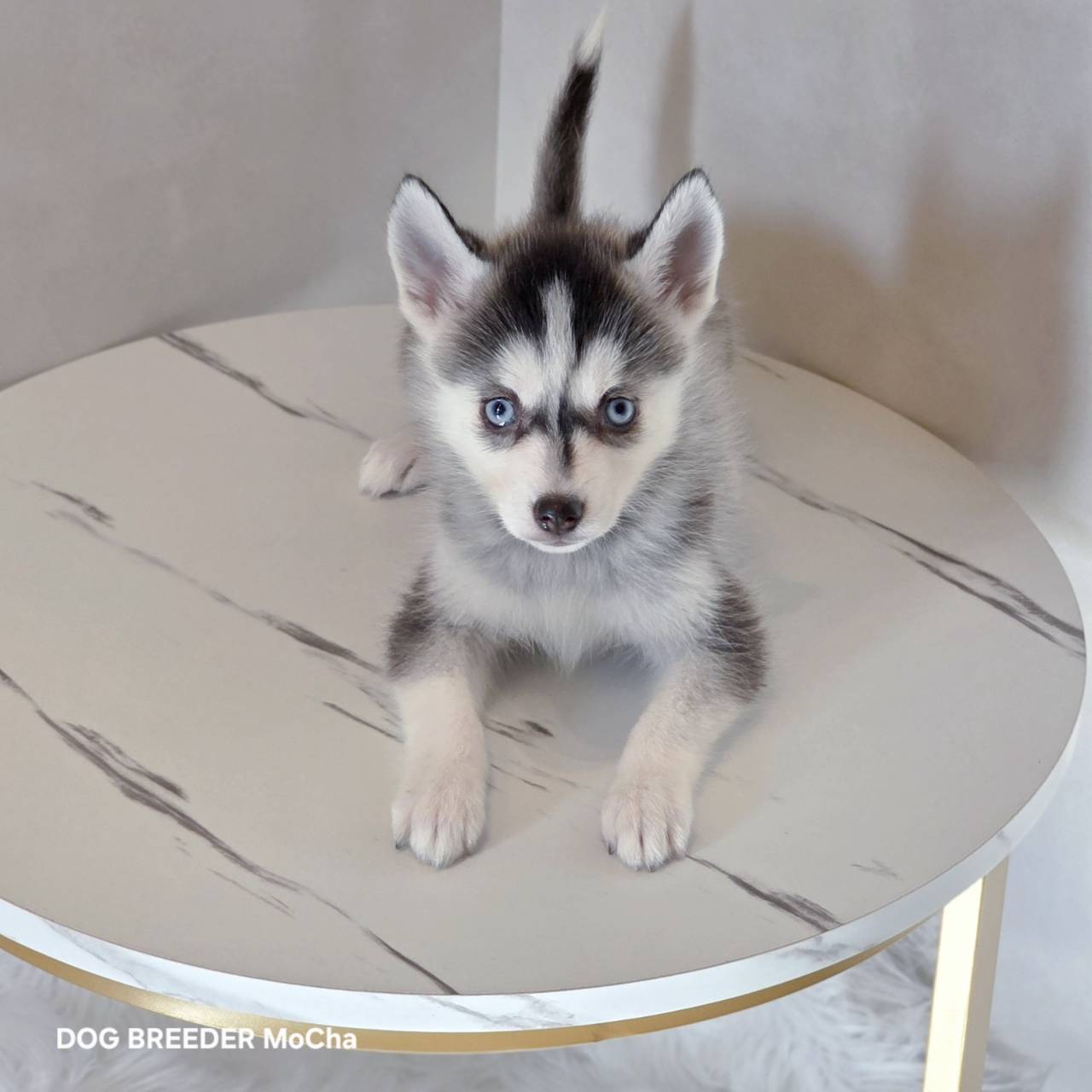 ポンスキー子犬ID()画像3