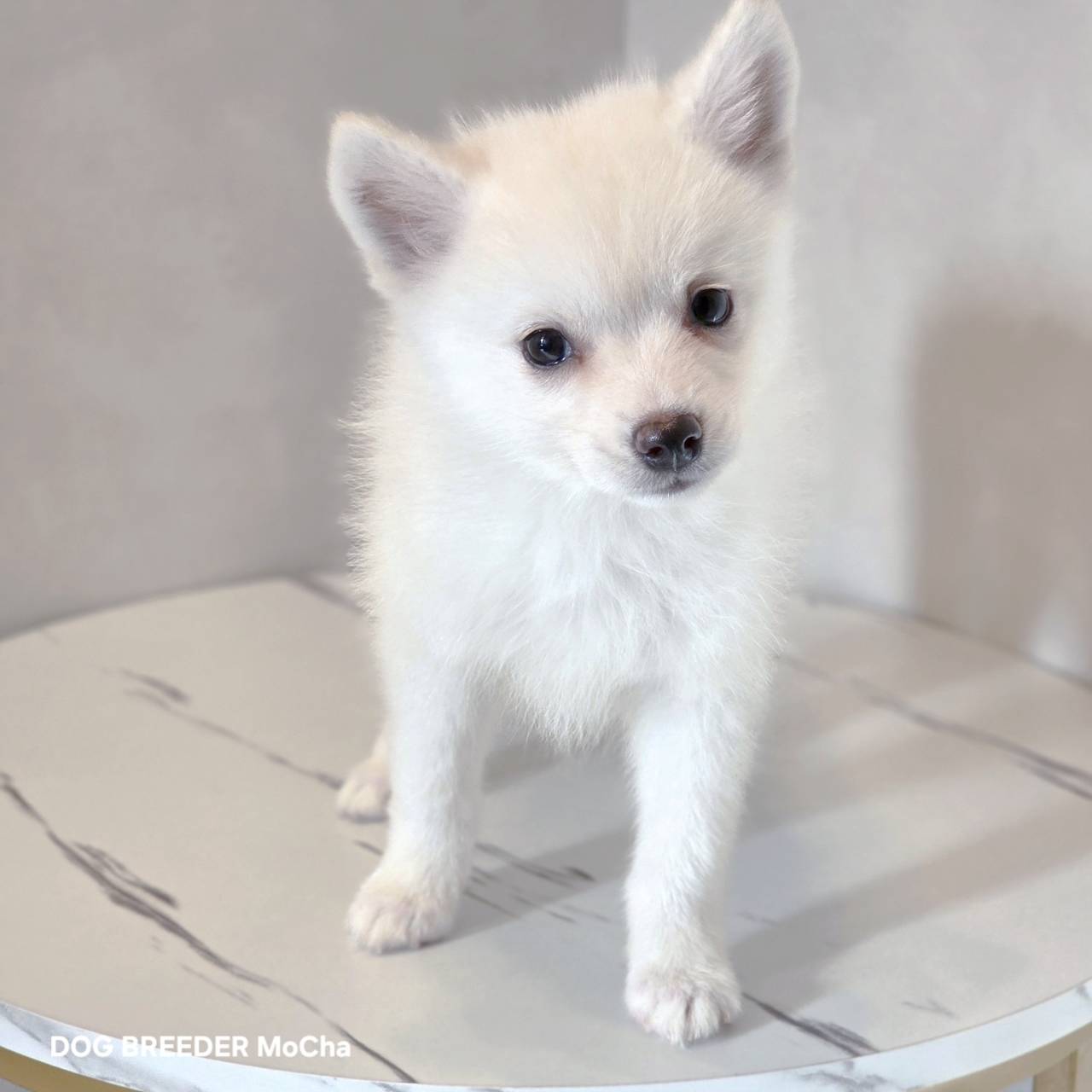 ポンスキー子犬ID()画像2