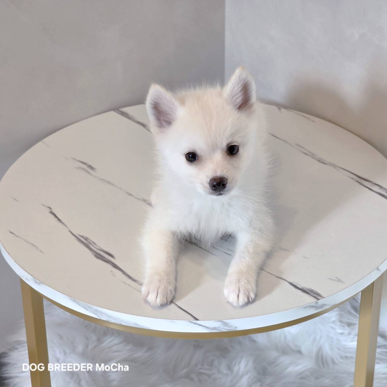 ポンスキー子犬ID()画像3