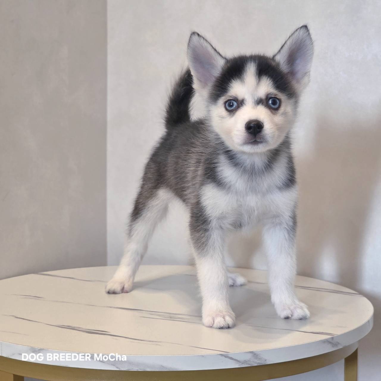 ポンスキー子犬ID()画像2