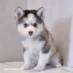 ポンスキー子犬ID()サムネイル画像1