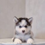 ポンスキー子犬ID()サムネイル画像2