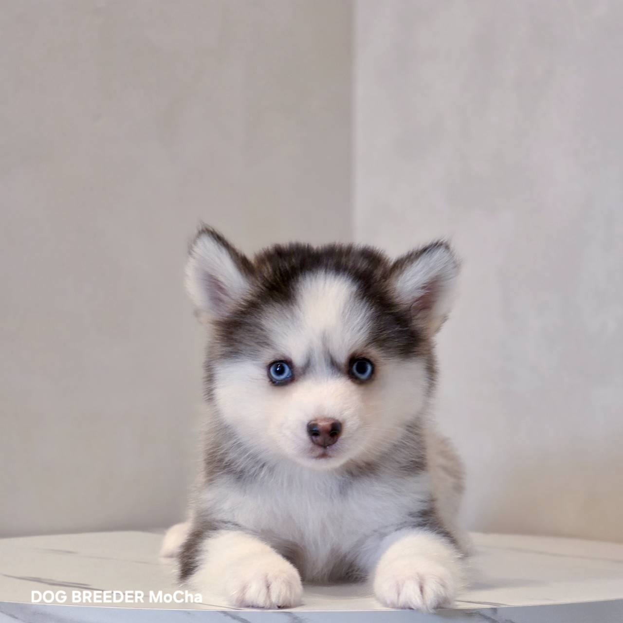 ポンスキー子犬ID()画像2