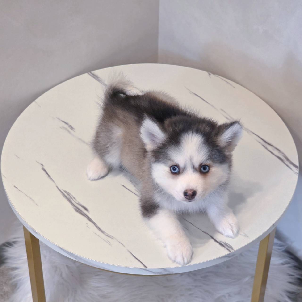 ポンスキー子犬ID()画像3