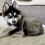 ポンスキー子犬ID()サムネイル画像2