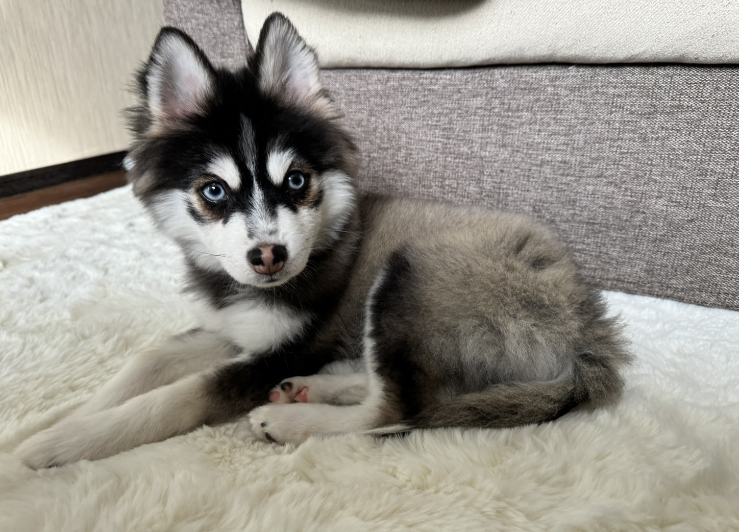 ポンちゃんの画像2