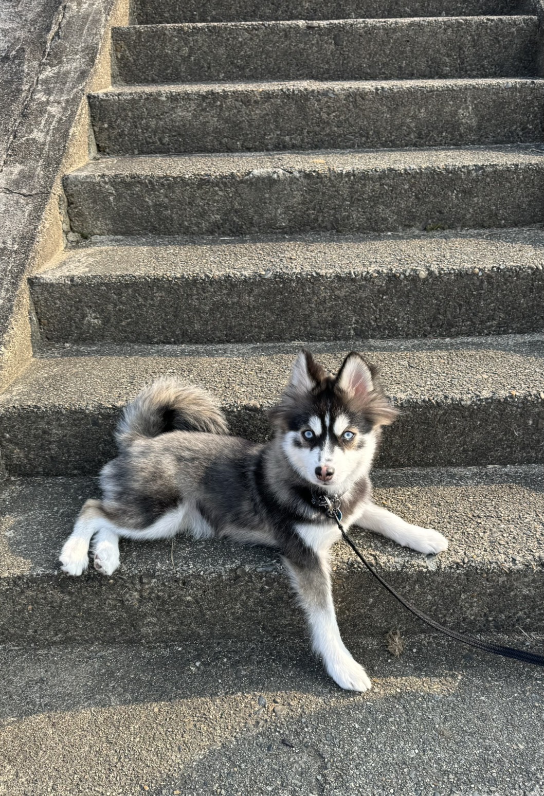 ポンちゃんの画像9