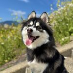 ポンスキー子犬ID()サムネイル画像1