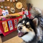 ポンスキー子犬ID()サムネイル画像8