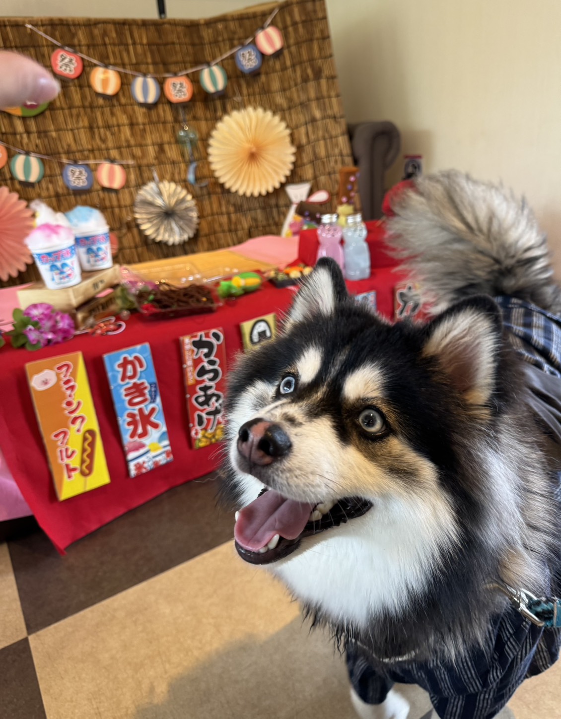 ポンちゃんの画像8