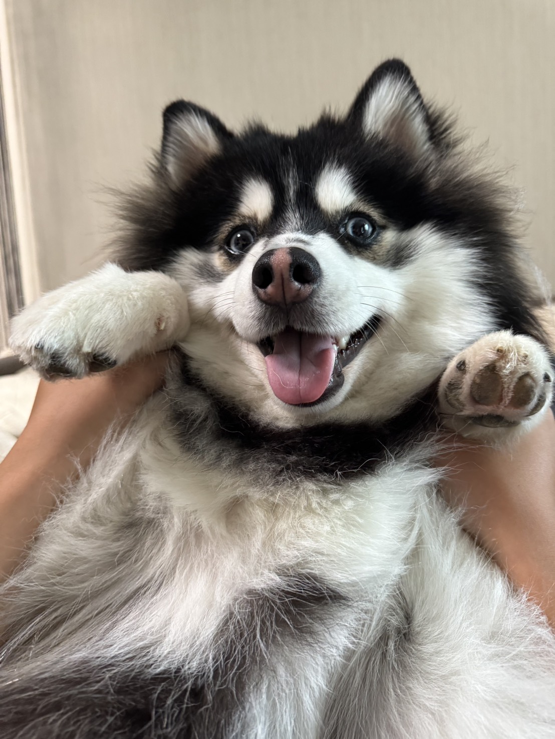 ポンちゃんの画像4