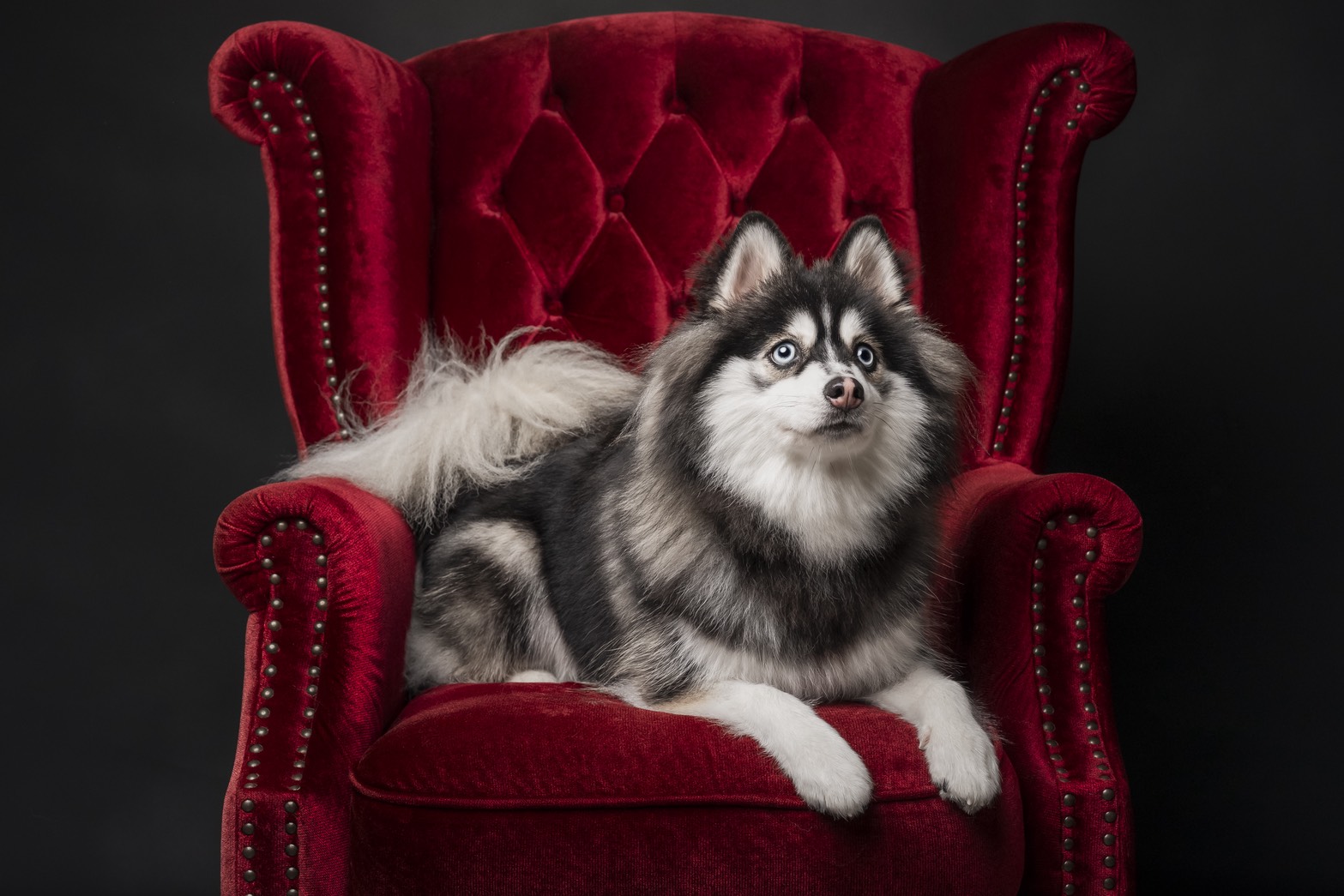 ポンちゃんの画像7