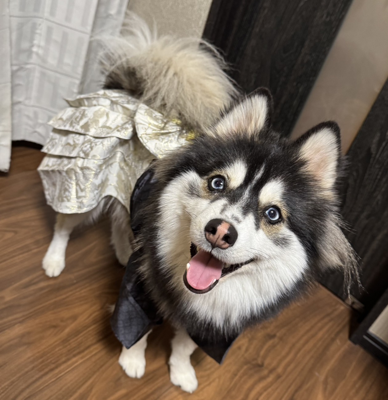 ポンちゃんの画像6