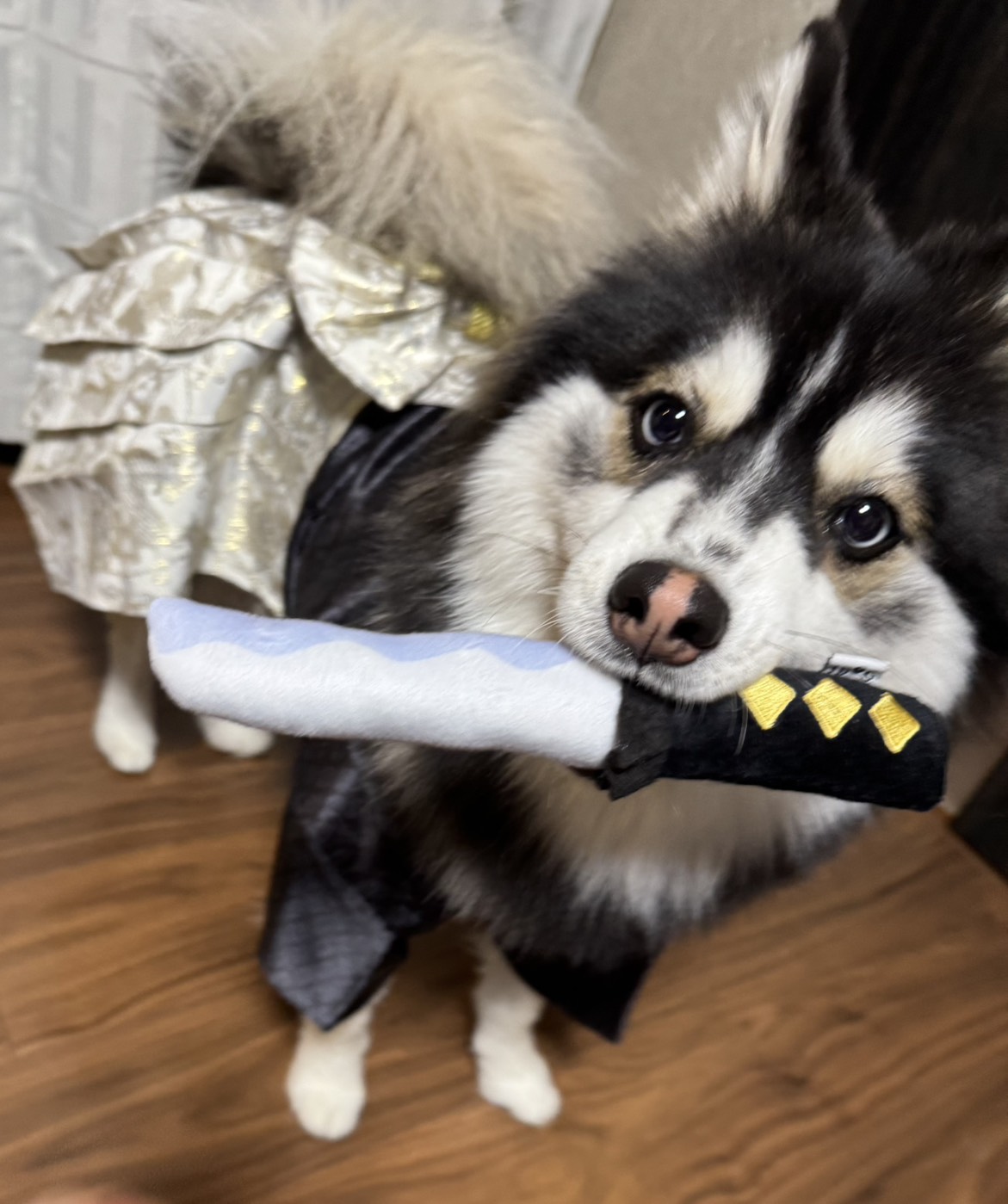 ポンちゃんの画像5