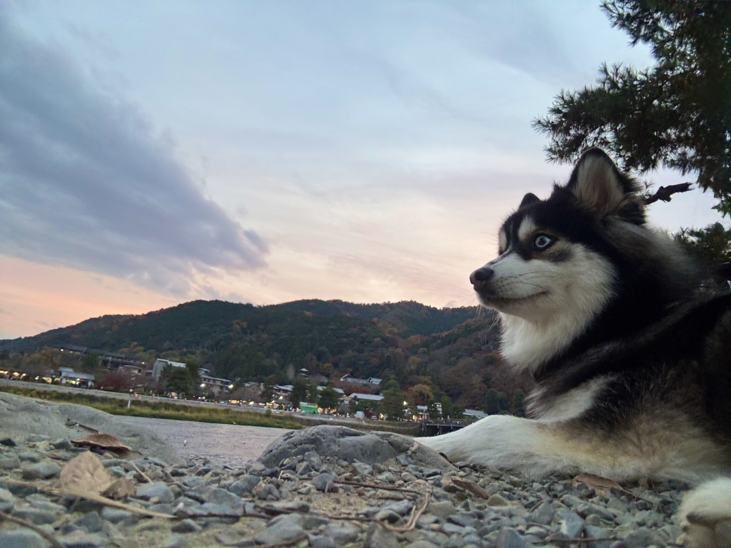 ポンちゃんの画像3