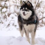 ポンスキー子犬ID()サムネイル画像10