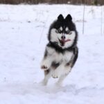 ポンスキー子犬ID()サムネイル画像6