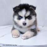 ポンスキー子犬ID()サムネイル画像1