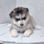 ポンスキー子犬ID()サムネイル画像2