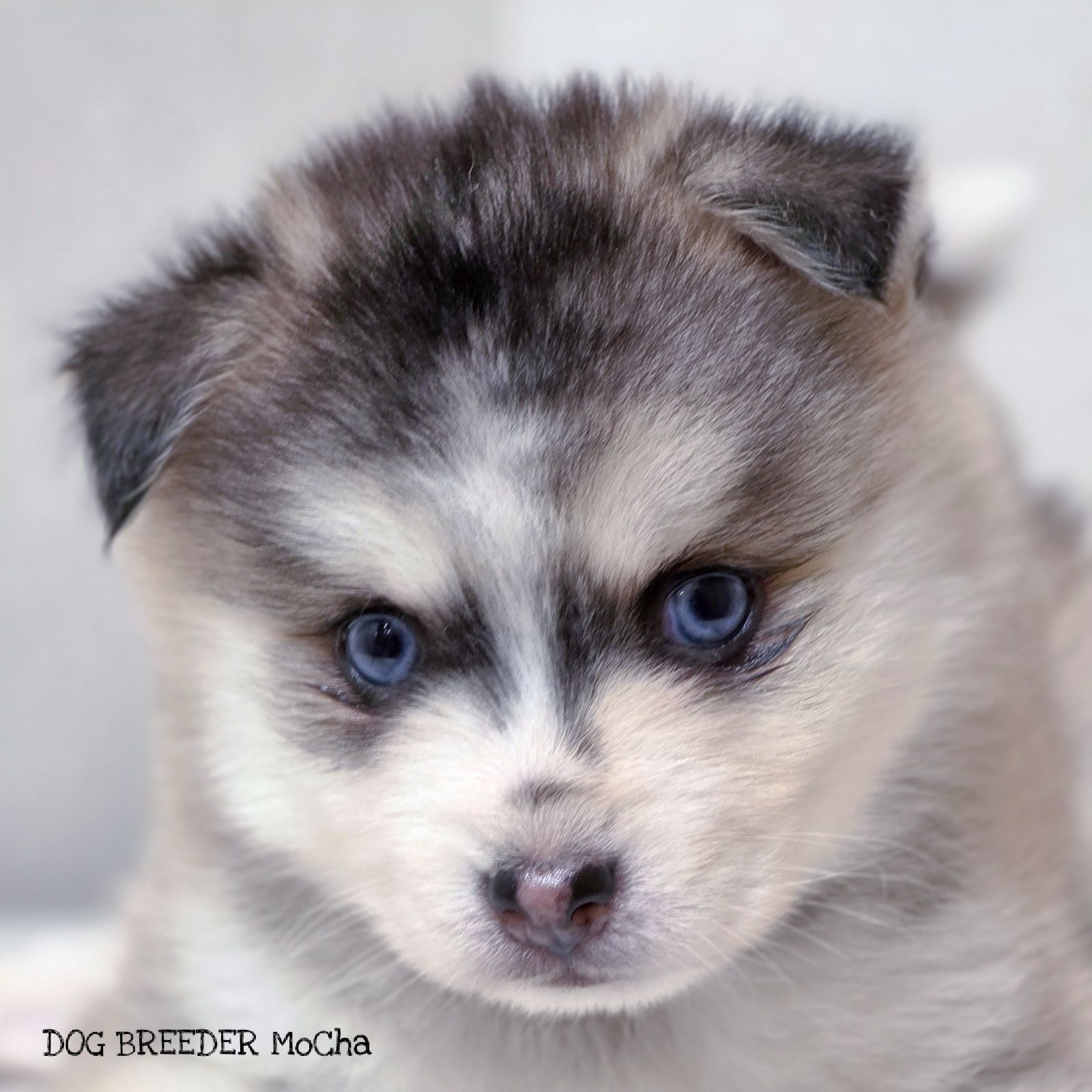 ポンスキー子犬ID()画像3