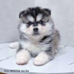 ポンスキー子犬ID()サムネイル画像1